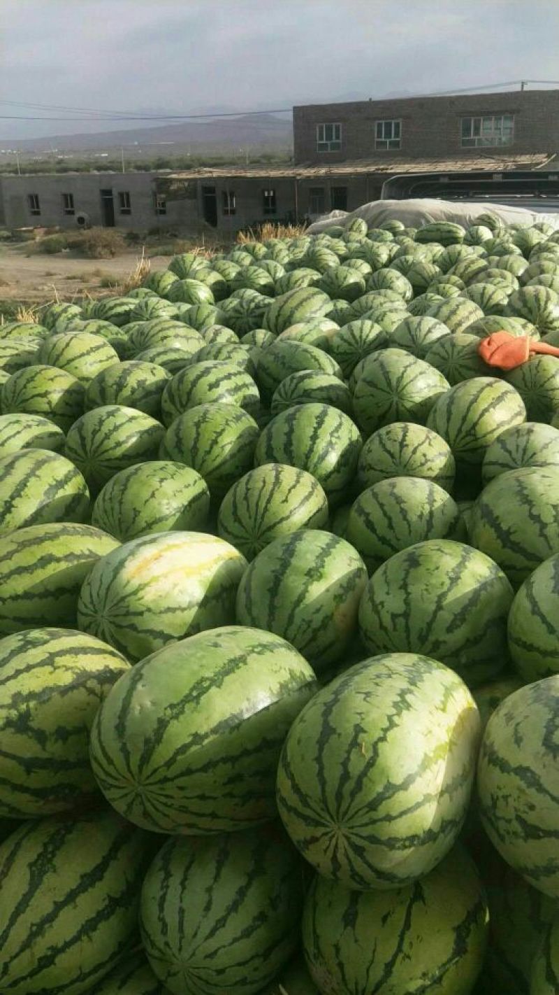 新疆西瓜【安农2号】，口感脆甜，皮薄，大红瓤，量大从优