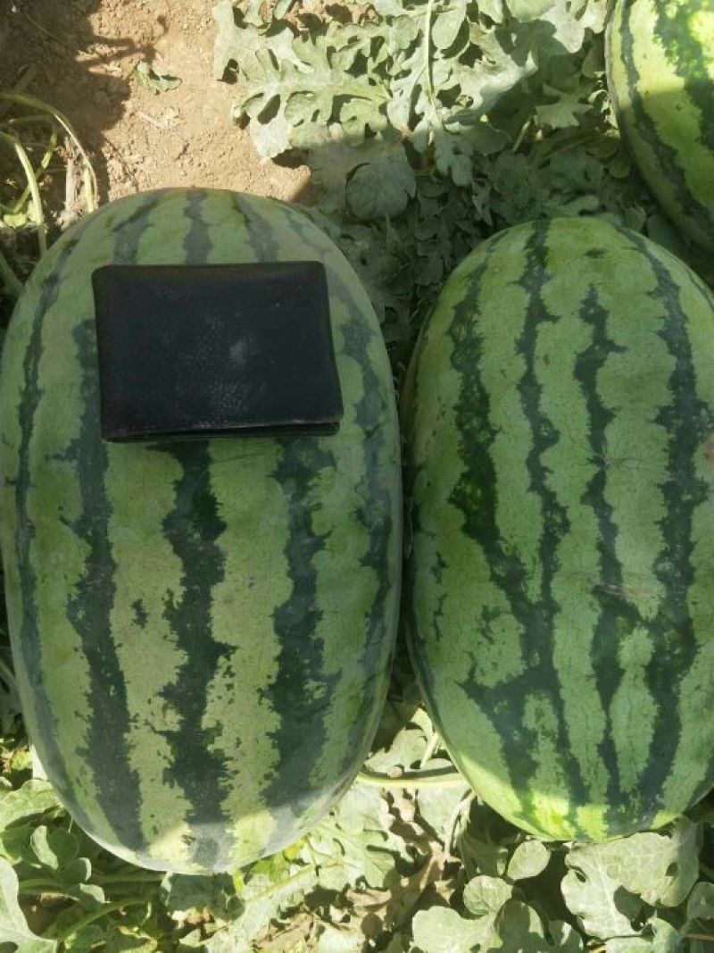 新疆西瓜【安农2号】，口感脆甜，皮薄，大红瓤，量大从优