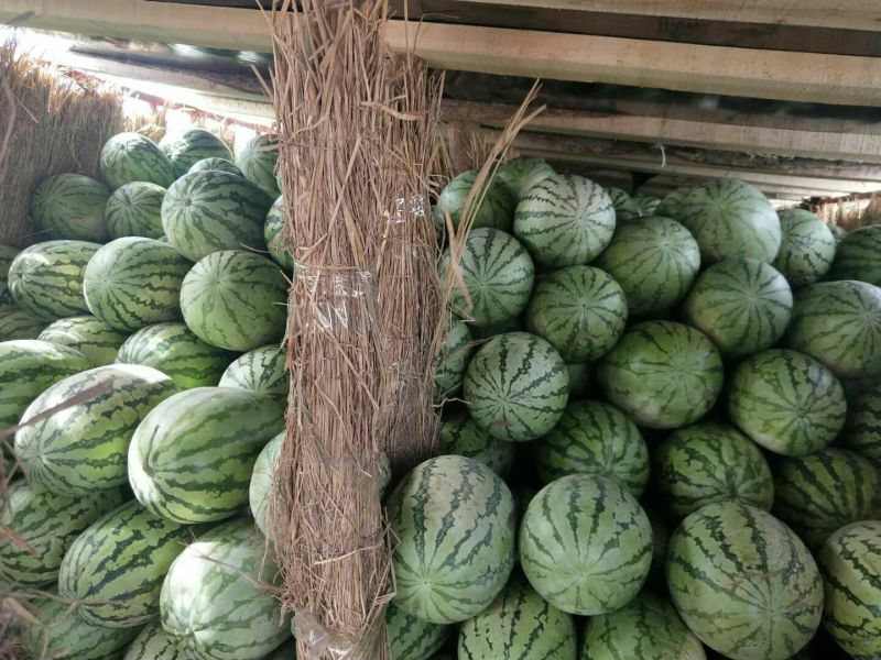 新疆西瓜【安农2号】，口感脆甜，皮薄，大红瓤，量大从优