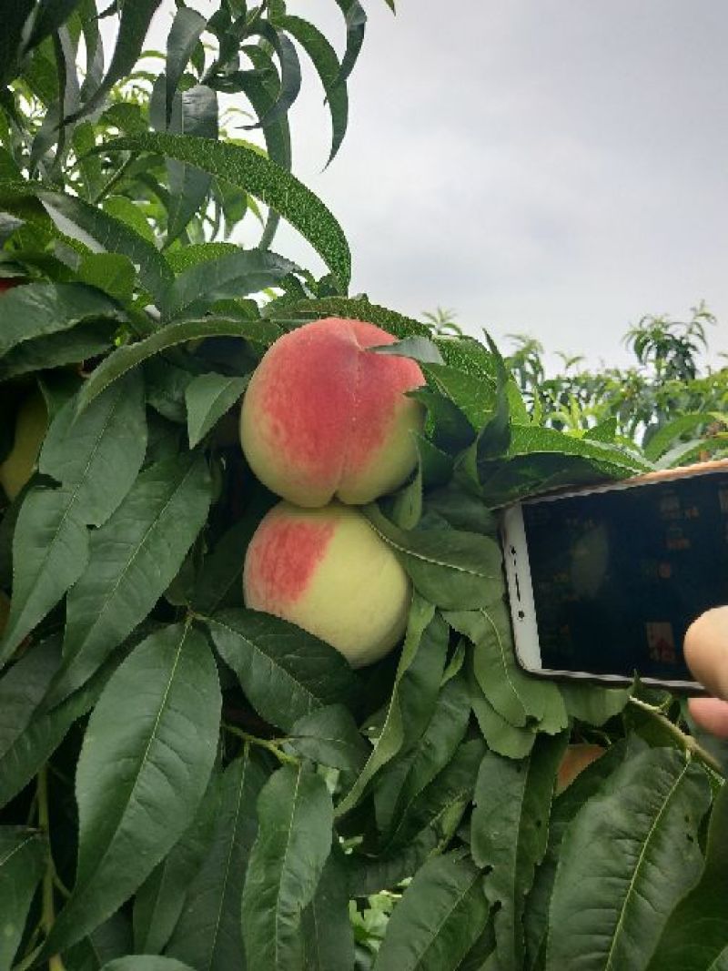 双甜鲜桃大量上市
