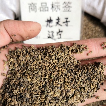 地肤子