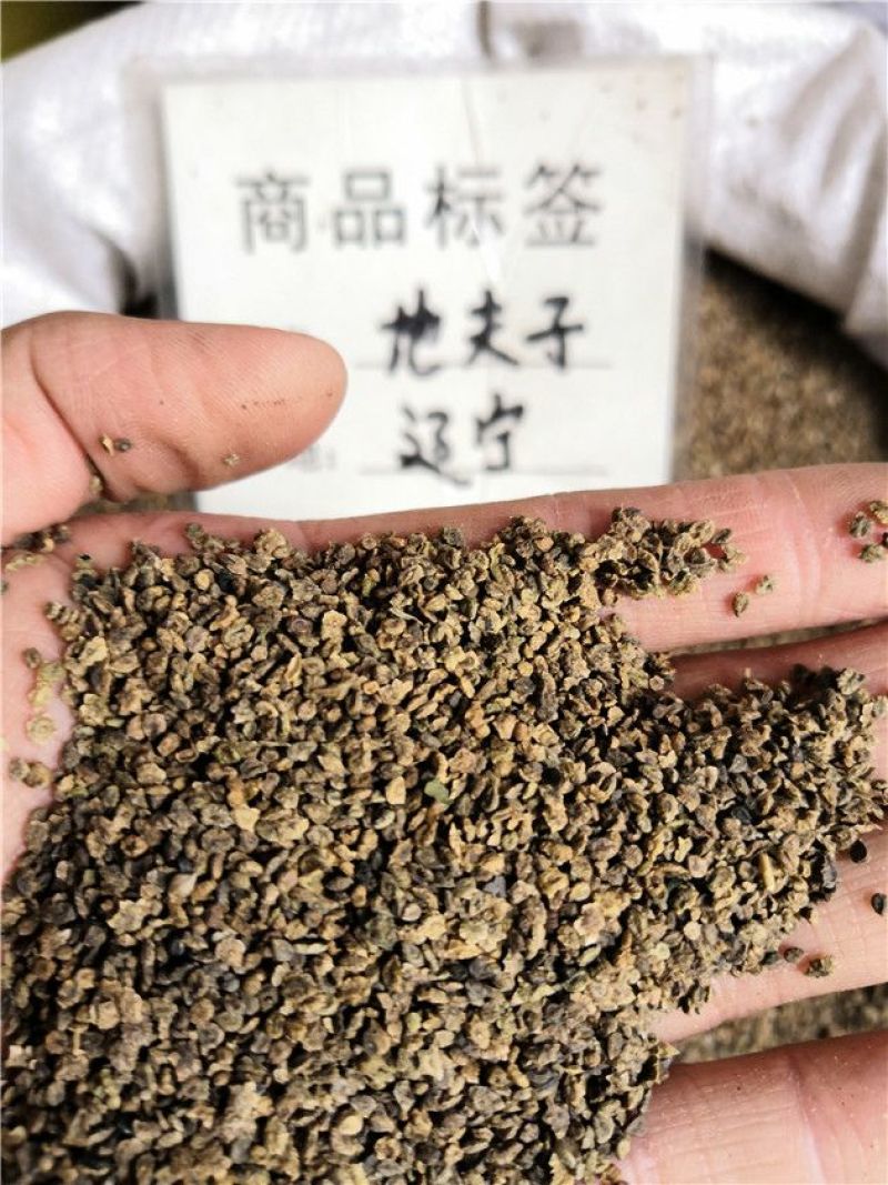 地肤子