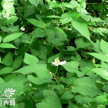 鱼腥草