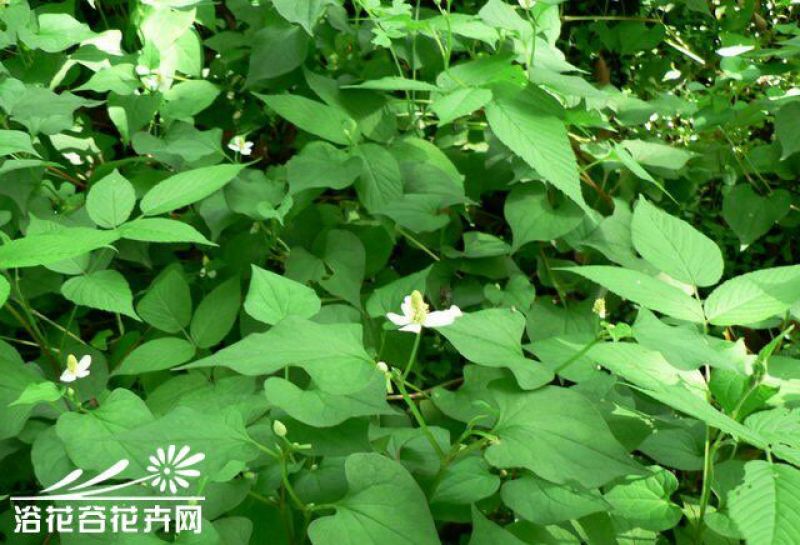 鱼腥草