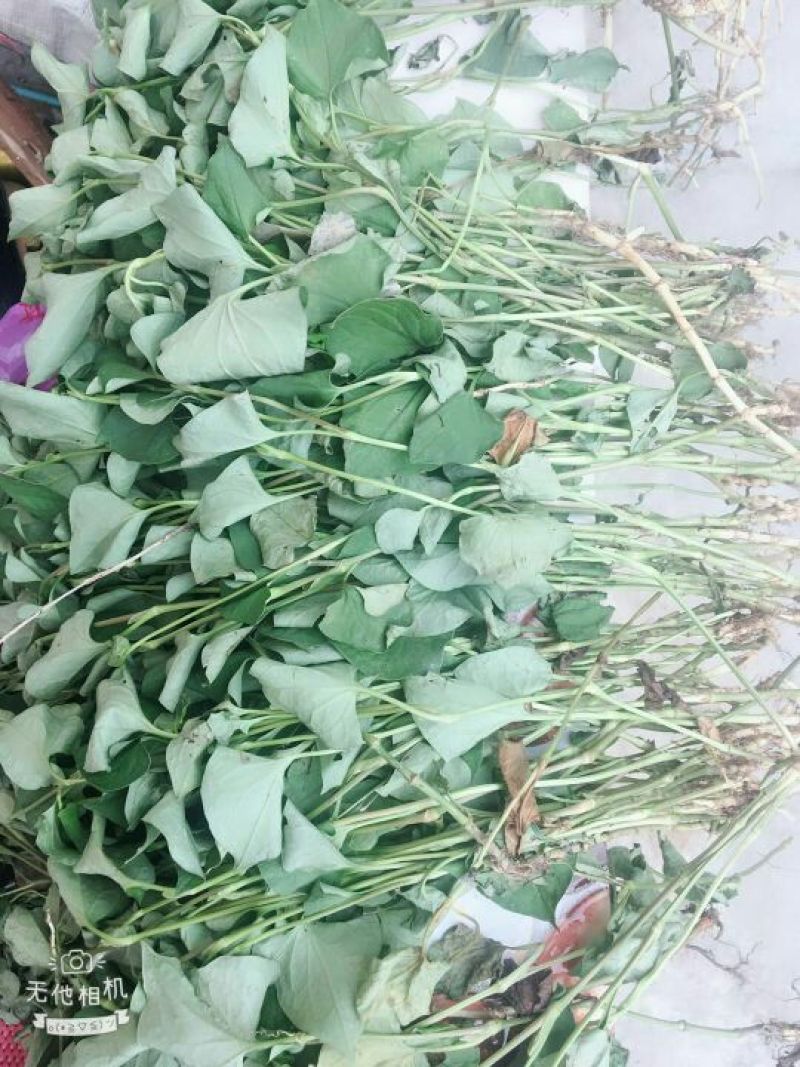 鱼腥草