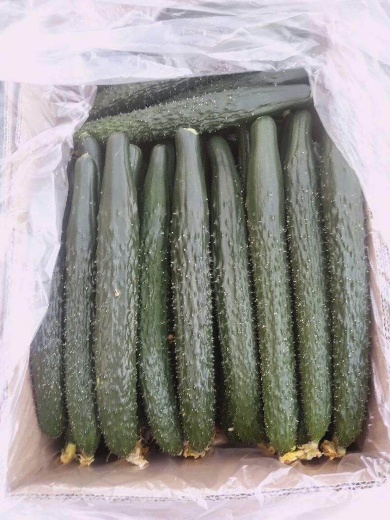 黄瓜
