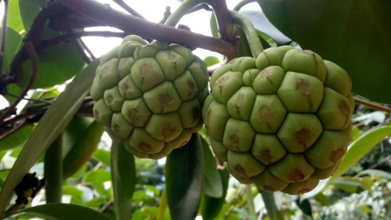 黑老虎果，以及果苗