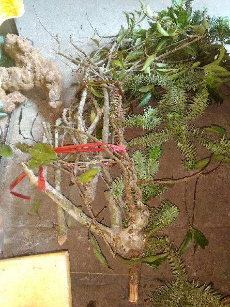 杉木寄生