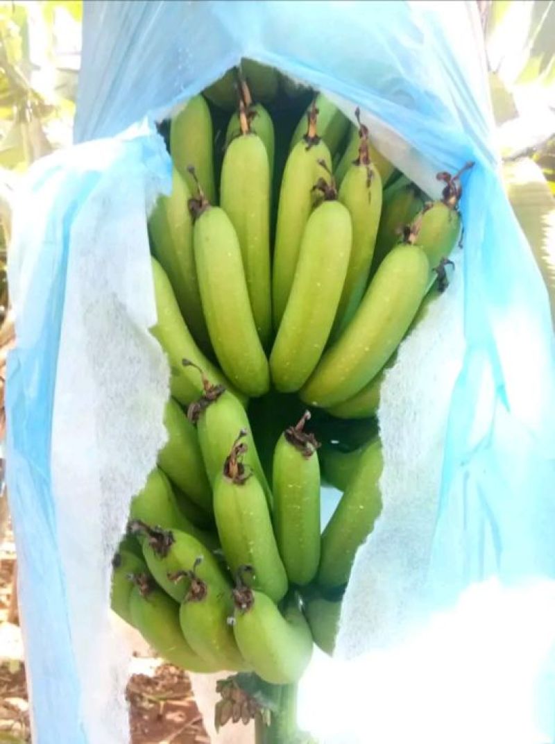 广东湛江香蕉大量供应。专业香蕉代办代收，经验丰富质量保证