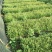 云南红豆杉苗(药用高含量)