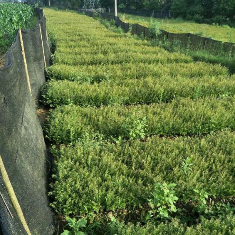 云南红豆杉苗(药用高含量)