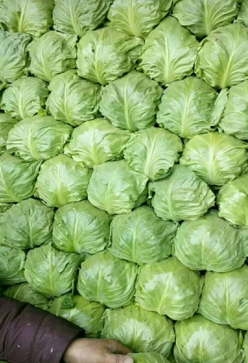 中甘甘蓝山东聊城方亩蔬菜基地甘蓝绿包菜大量上市