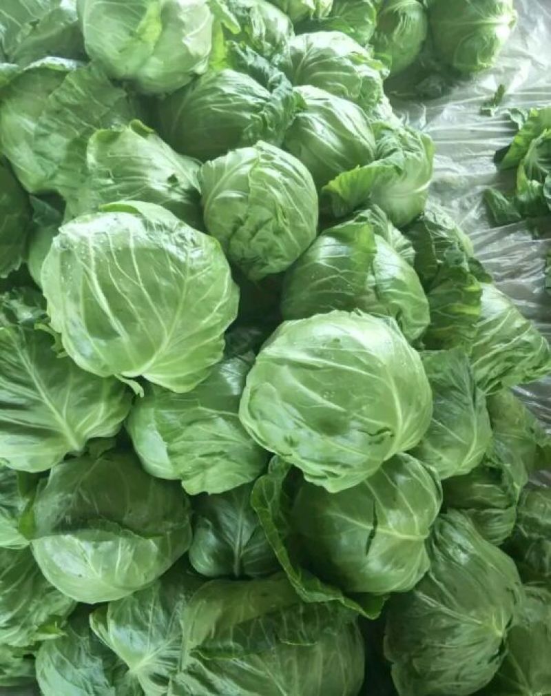 中甘甘蓝山东聊城方亩蔬菜基地甘蓝绿包菜大量上市