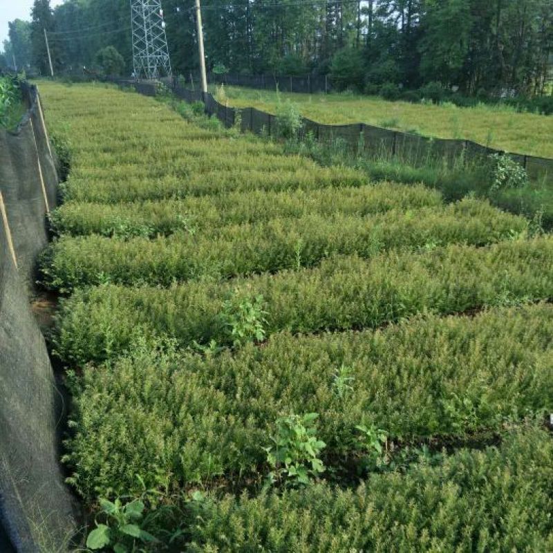 云南红豆杉苗30—40cm(药用高含量）