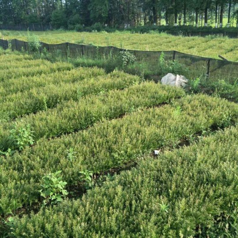 云南红豆杉苗30—40cm(药用高含量）