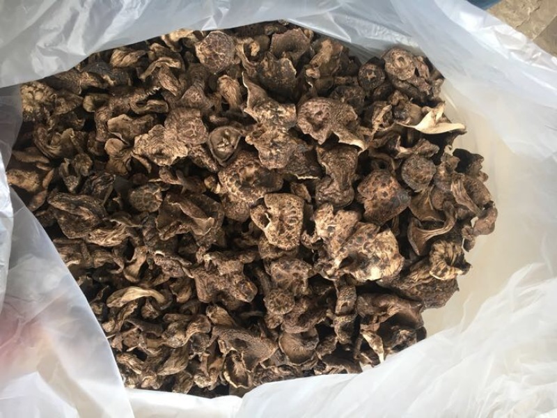 黑虎掌菌熊耳，能耳，香格里拉货，云南食用菌批发