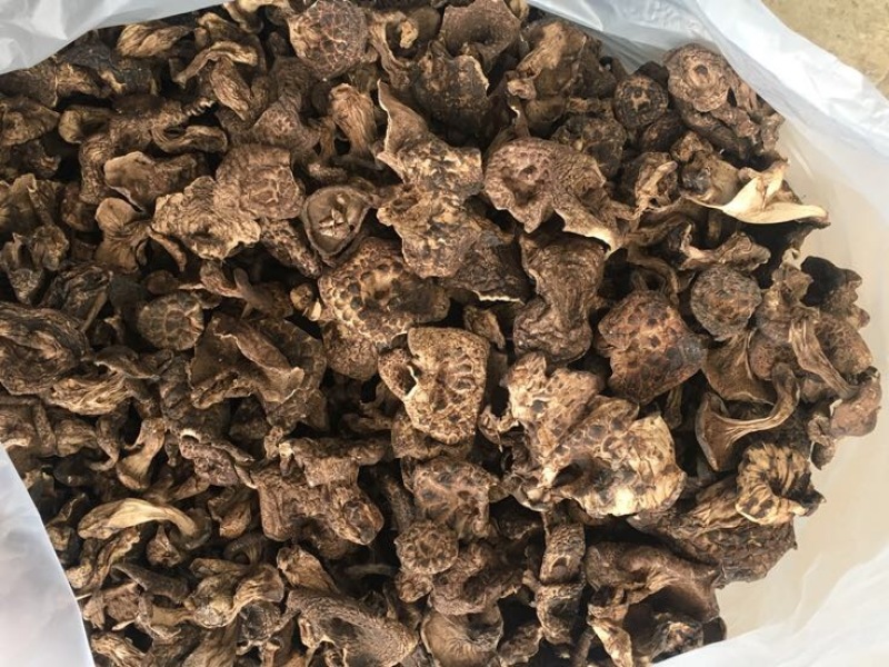黑虎掌菌熊耳，能耳，香格里拉货，云南食用菌批发