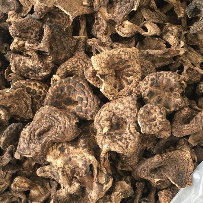 黑虎掌菌熊耳，能耳，香格里拉货，云南食用菌批发