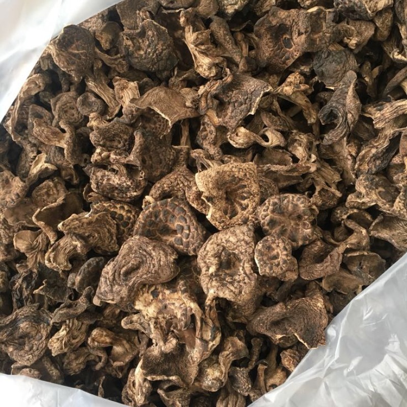 黑虎掌菌熊耳，能耳，香格里拉货，云南食用菌批发