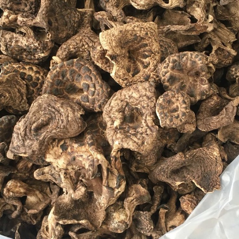 黑虎掌菌熊耳，能耳，香格里拉货，云南食用菌批发