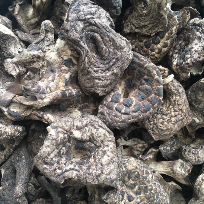 黑虎掌菌熊耳，能耳，香格里拉货，云南食用菌批发