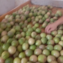 紫香百香果，头手货源，质量新鲜，中大果，
