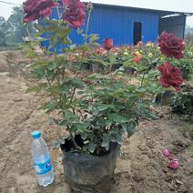 本苗铺大量出售各种盆栽玫瑰月季，绿化工程苗