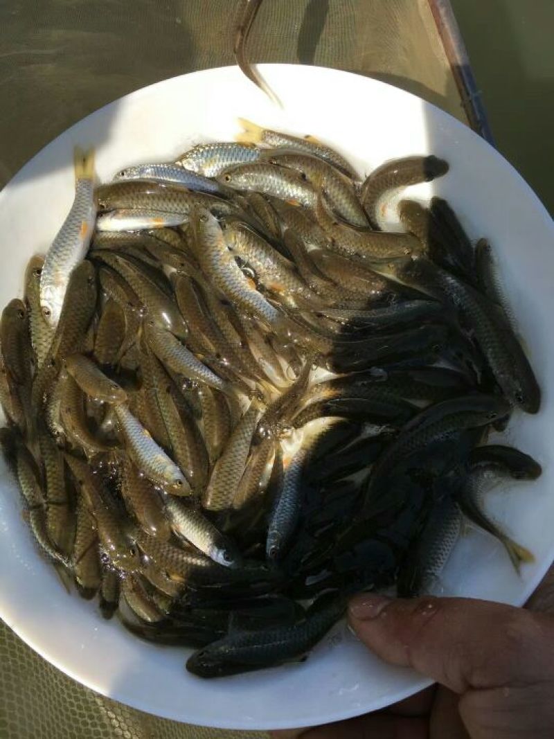 军鱼苗