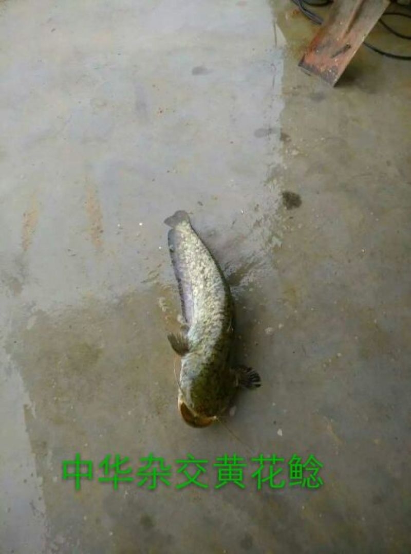 大口鲶苗