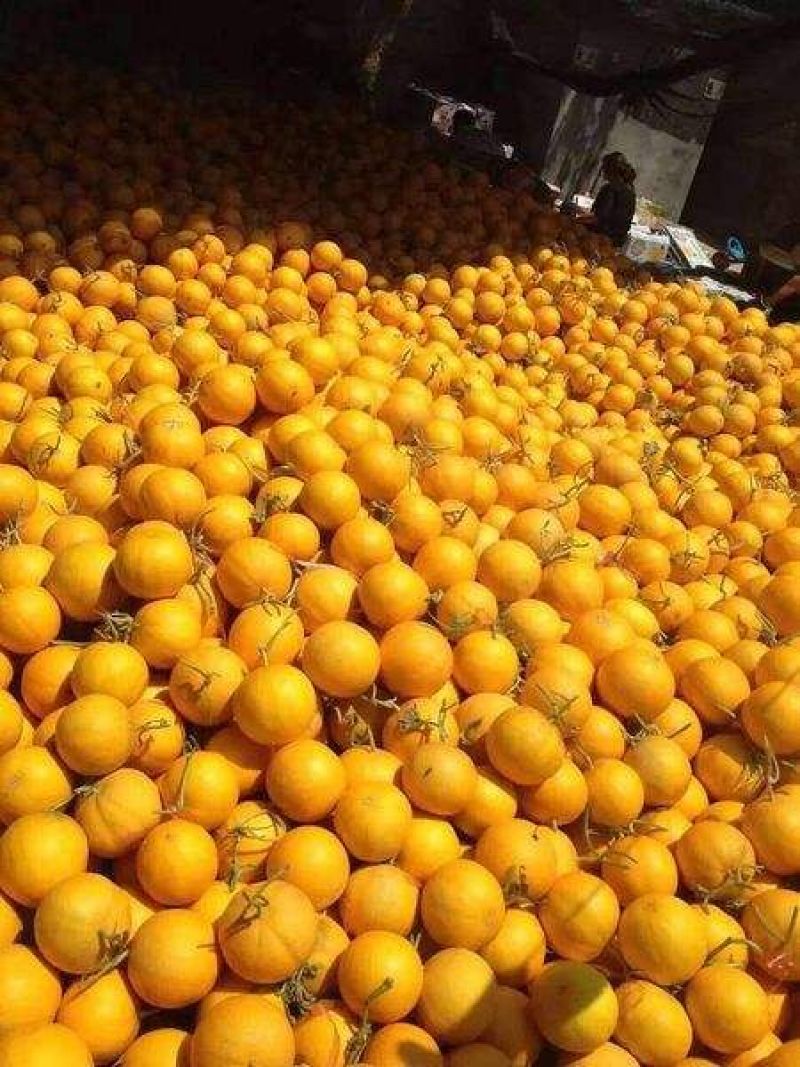 精品久红瑞