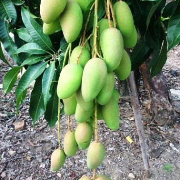 攀枝花，台龙，