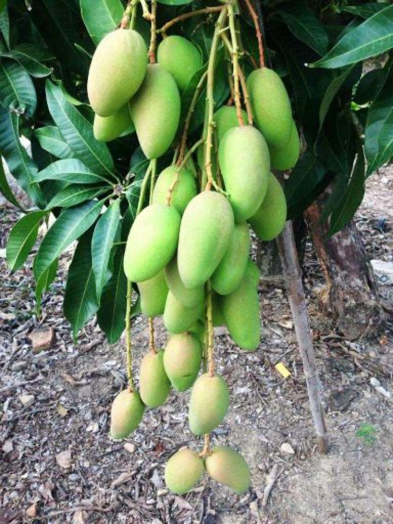 攀枝花，台龙，