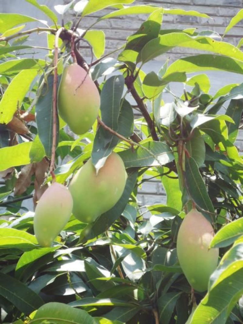 攀枝花，台龙，