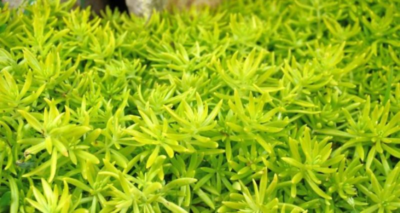 基地直销优质佛甲草屋顶绿化抗高温耐寒易活