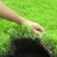 基地直销优质佛甲草屋顶绿化抗高温耐寒易活