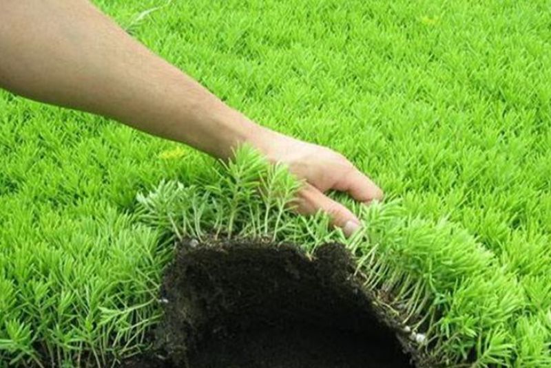 基地直销优质佛甲草屋顶绿化抗高温耐寒易活