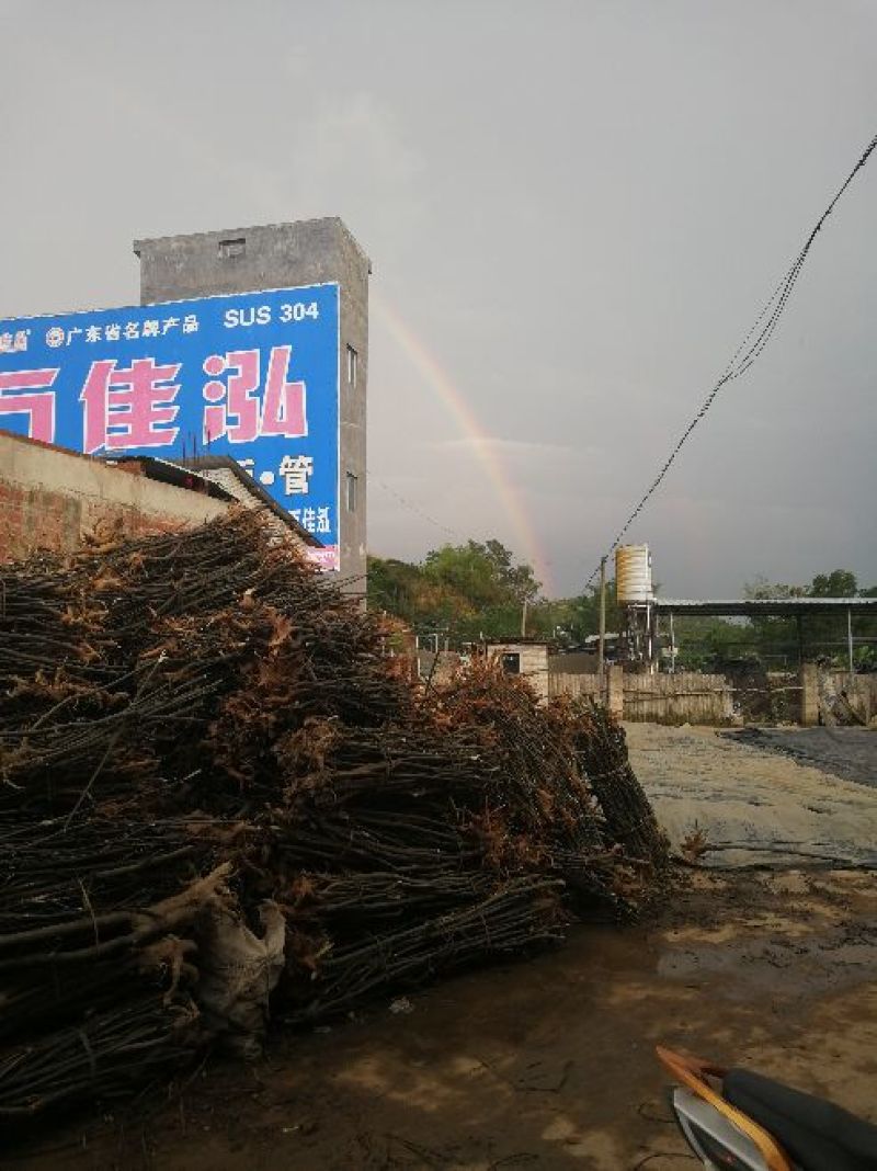 岗梅根，秤星木，鲜切，无硫