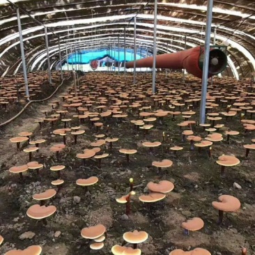 灵芝孢子粉