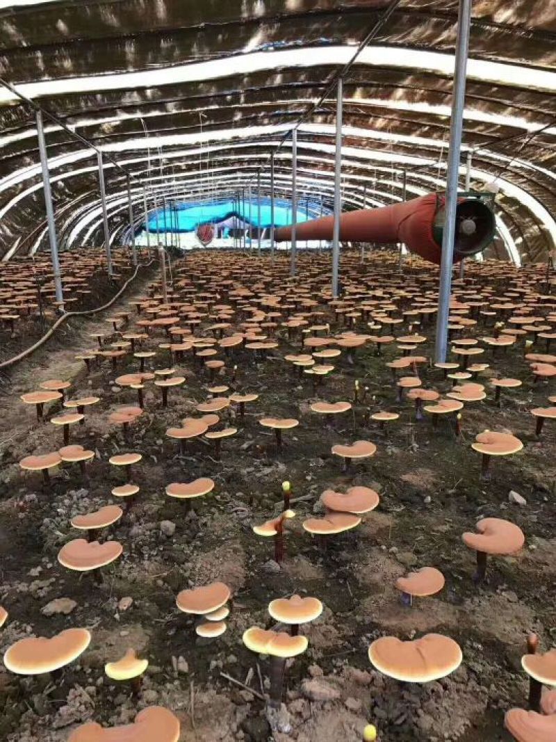 灵芝孢子粉