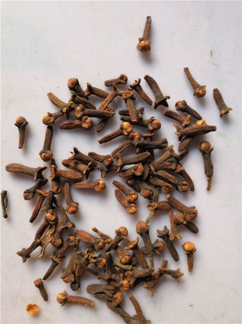 丁香中药材