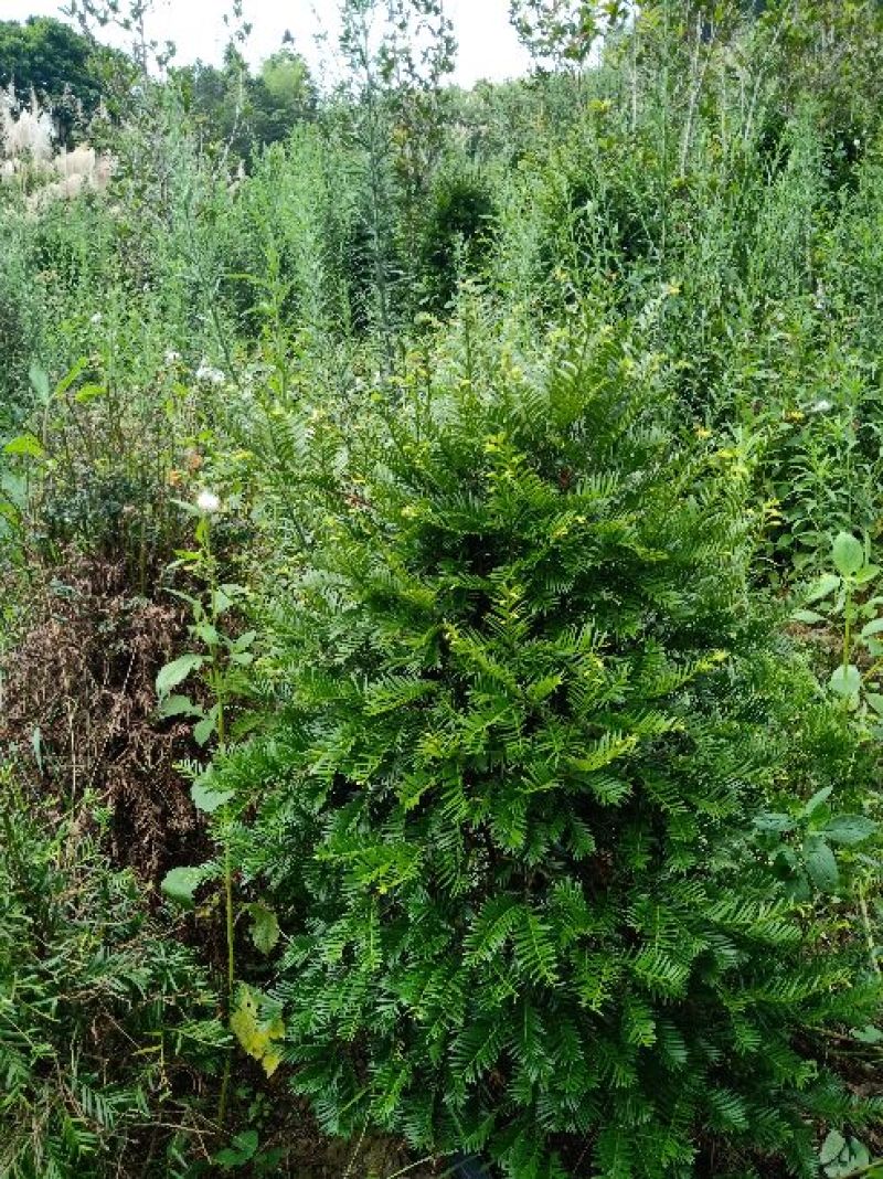 基地直销批发老盆红豆杉