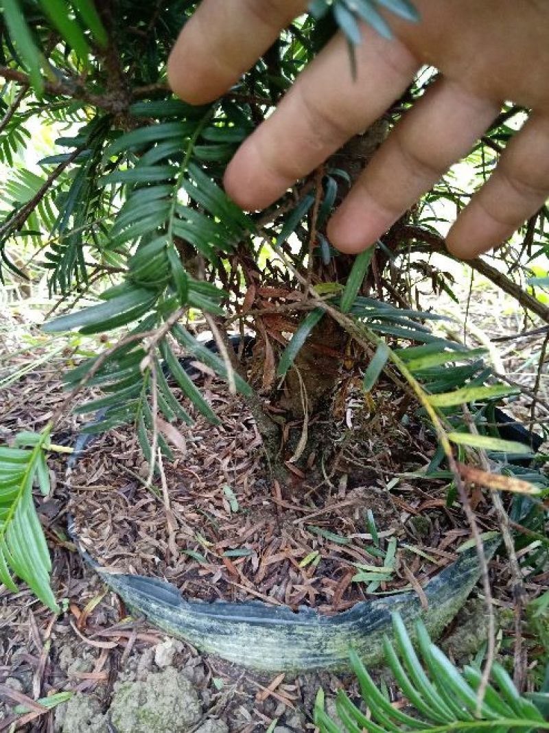 基地直销批发老盆红豆杉