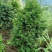 基地直销批发老盆红豆杉