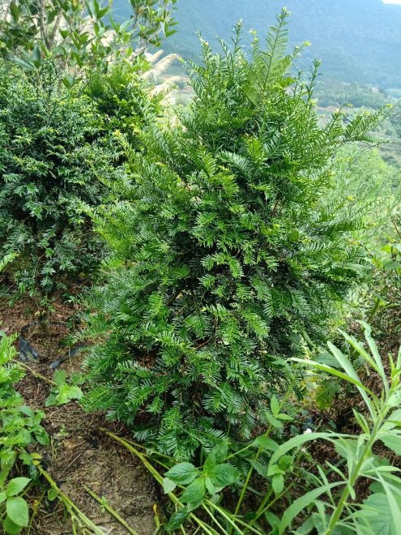 基地直销批发老盆红豆杉
