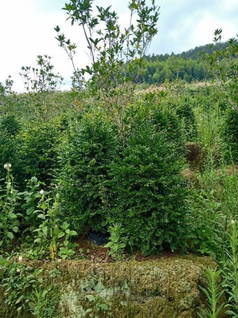 基地直销批发老盆红豆杉