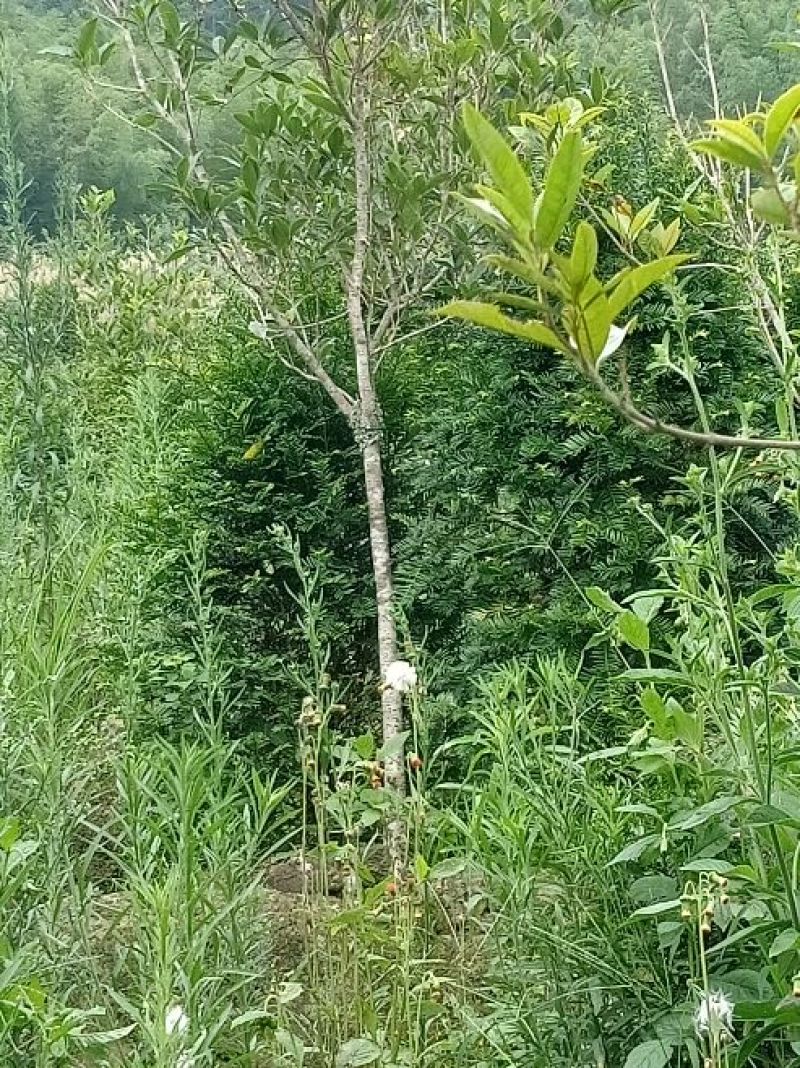 基地直销批发老盆红豆杉