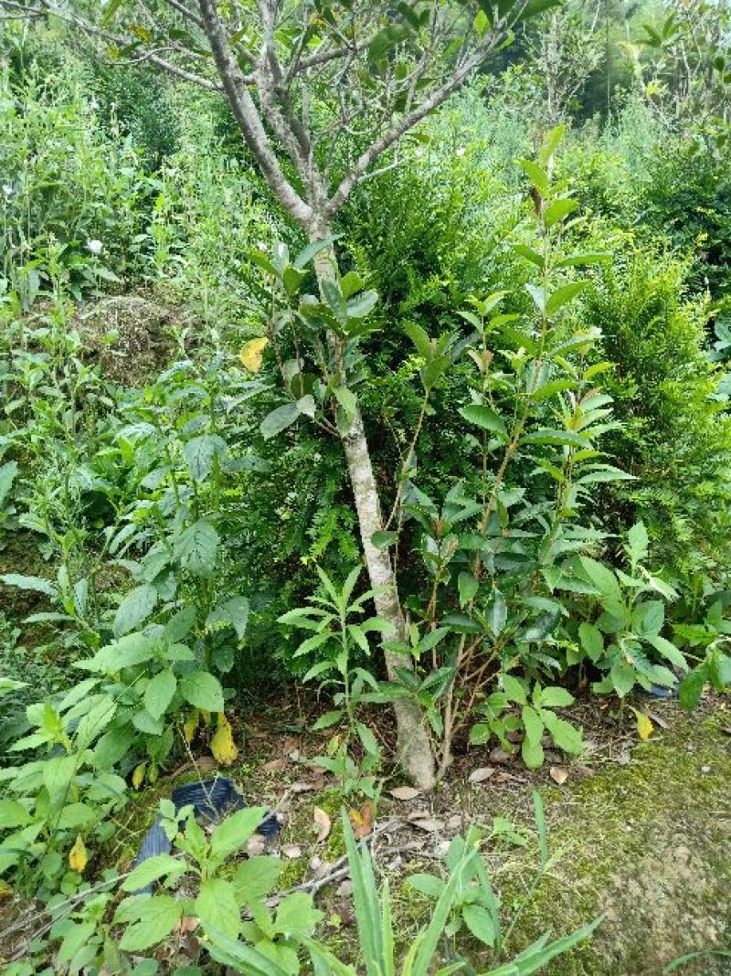 基地直销批发老盆红豆杉