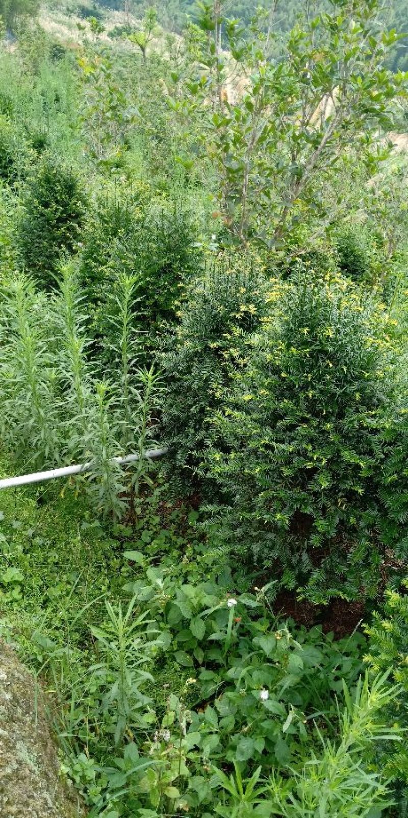基地直销批发老盆红豆杉