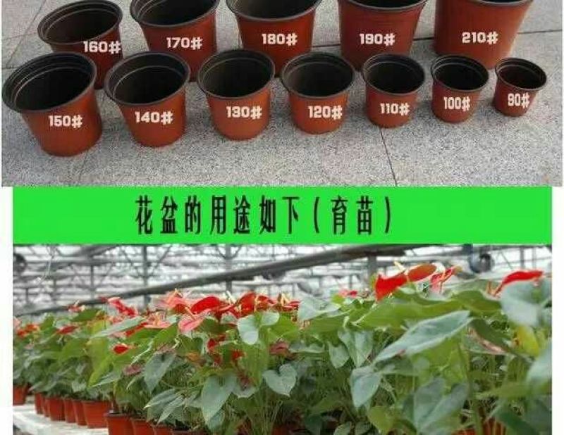 双色花盆,双色育苗花盆营养钵规格齐全,量大优惠摔不坏花盆