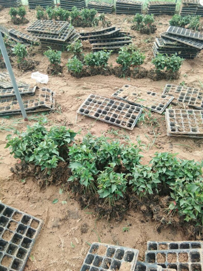 吉塞拉砧木吉塞拉6号12号砧木苗，嫁接樱桃树苗的优选矮化